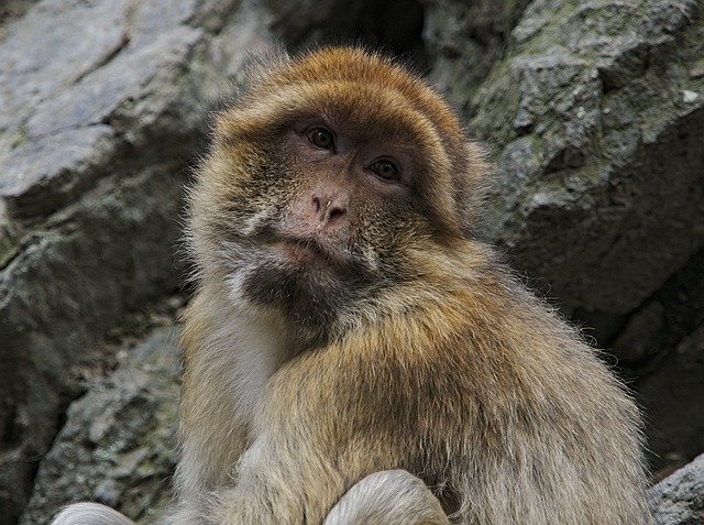 Free download Macaque Monkey Animal -  free photo or picture to be edited with GIMP online image editor