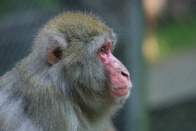 Free download macaque primate animal mammal free picture to be edited with GIMP free online image editor