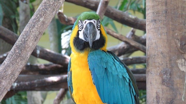 Free download Macaw Ave Animals -  free photo or picture to be edited with GIMP online image editor