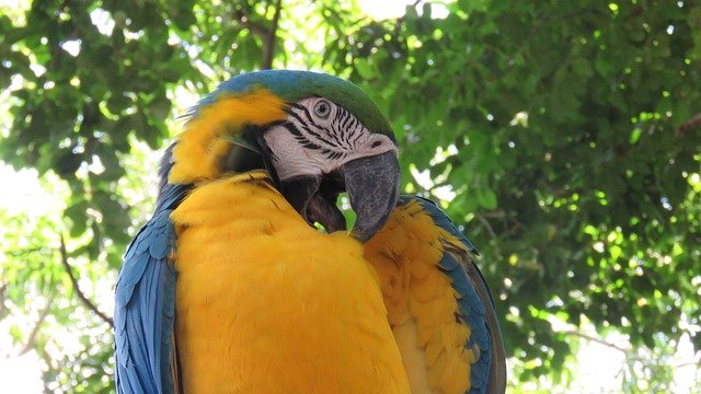 Free download Macaw Ave Nature -  free photo or picture to be edited with GIMP online image editor