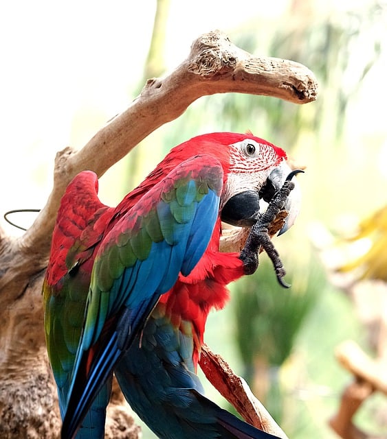 Free download macaw parrot bird rainbow bird free picture to be edited with GIMP free online image editor