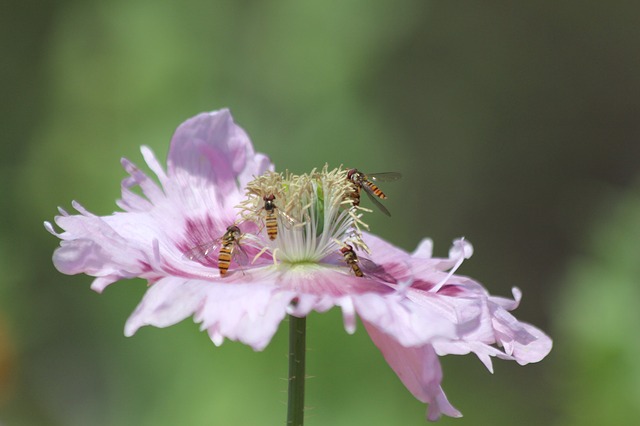 Free download mack lilac poppy insects free picture to be edited with GIMP free online image editor