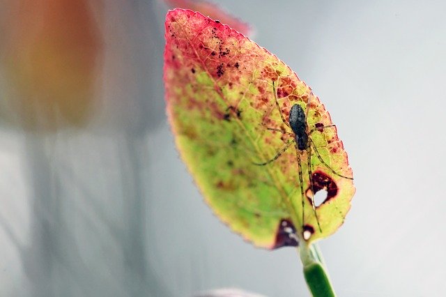 Free download Macro Autumn Spider -  free photo or picture to be edited with GIMP online image editor