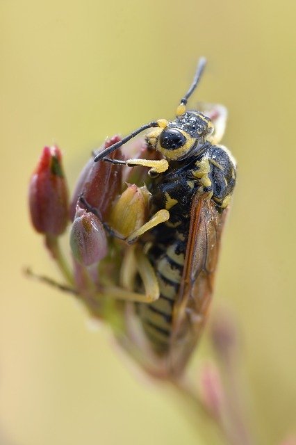 Free download Macro Bee Insect -  free photo or picture to be edited with GIMP online image editor