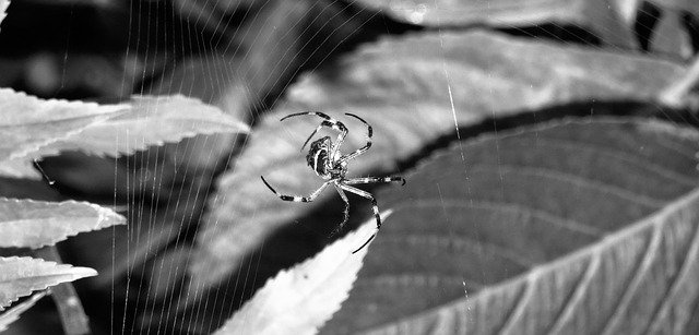 Free download Macro Black And White Arachnid -  free photo or picture to be edited with GIMP online image editor