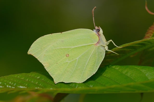 Free download macro butterfly brimstone insect free picture to be edited with GIMP free online image editor