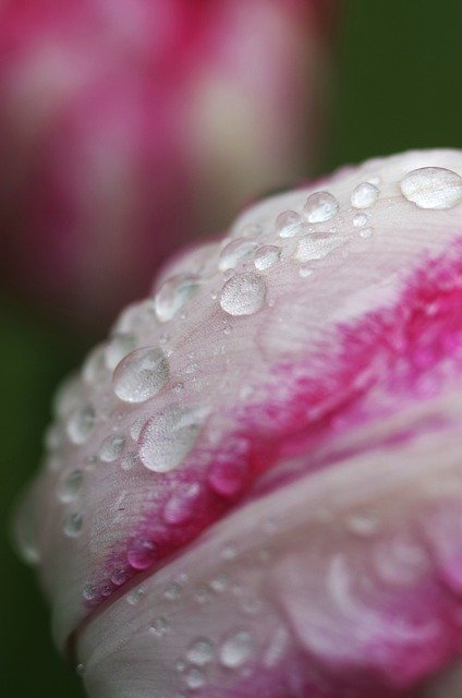 ดาวน์โหลดฟรี Macro Close Up Water - ภาพถ่ายหรือรูปภาพฟรีที่จะแก้ไขด้วยโปรแกรมแก้ไขรูปภาพออนไลน์ GIMP