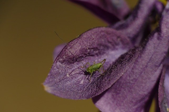 Free download Macro Grasshopper Insect -  free photo or picture to be edited with GIMP online image editor