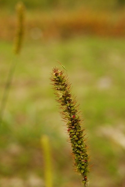 Free download Macro Green Nature -  free photo or picture to be edited with GIMP online image editor