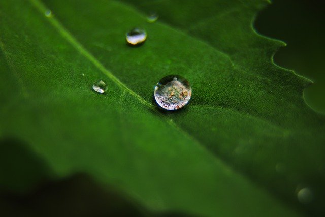 Free download Macro Leaf Drip -  free photo or picture to be edited with GIMP online image editor