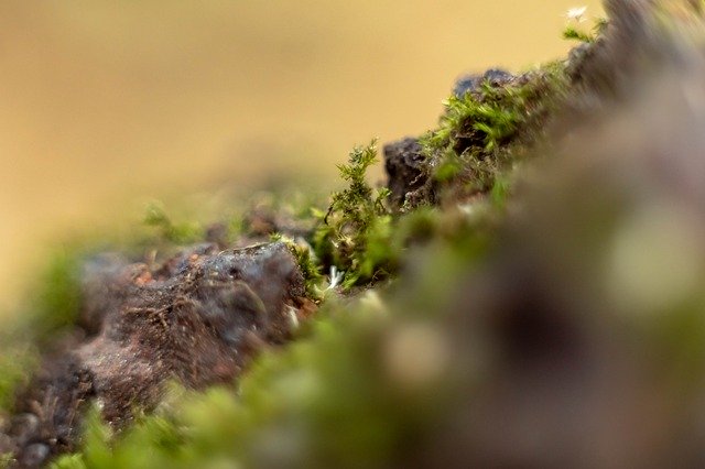 Free download Macro Moss Close Up -  free photo or picture to be edited with GIMP online image editor