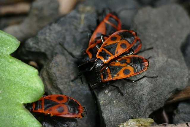 Free download Macro Nasty Fire Bug Pyrrhocoris -  free photo or picture to be edited with GIMP online image editor