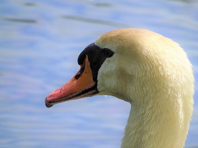 Free download Macro Swan Head -  free photo or picture to be edited with GIMP online image editor