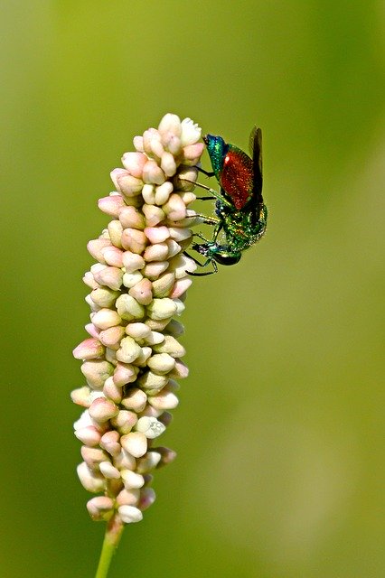 Free download Macro Wasp Cuckoo -  free photo or picture to be edited with GIMP online image editor