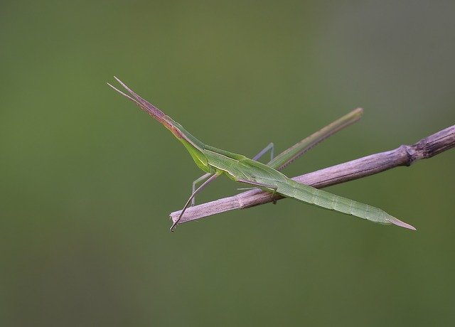 Free download Macro Wild Doğa -  free photo or picture to be edited with GIMP online image editor