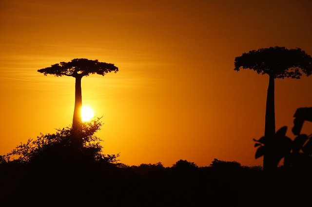 Free download Madagascar Baobab Tree -  free photo or picture to be edited with GIMP online image editor