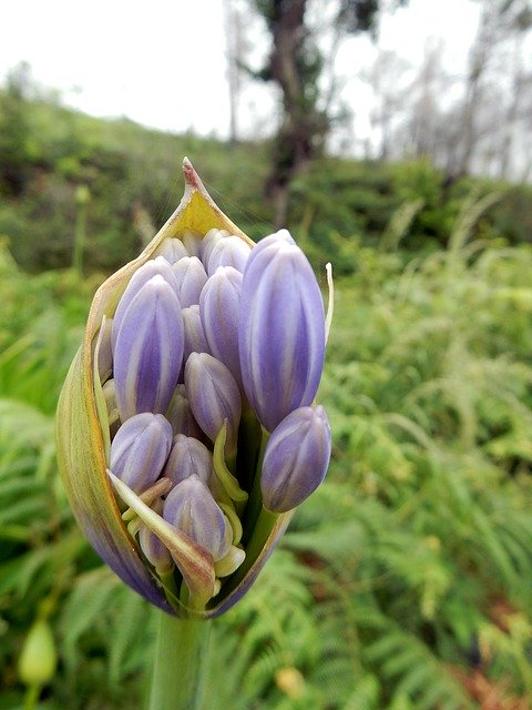 Free download Madeira Agapanthus Flower -  free photo or picture to be edited with GIMP online image editor