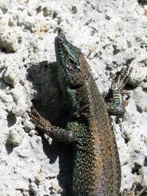 Free download Madeira Lizard Nature -  free photo or picture to be edited with GIMP online image editor