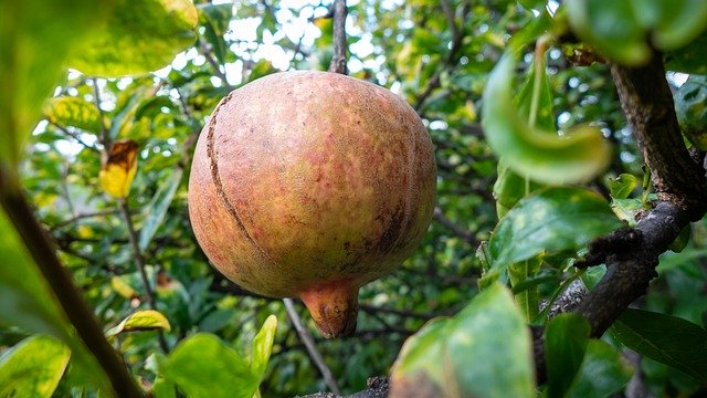 Free download Madeira Portugal Fruit -  free photo or picture to be edited with GIMP online image editor