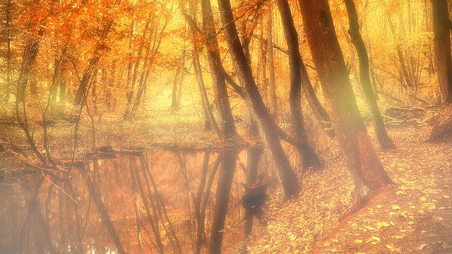 Free download Magical Forest Nature -  free illustration to be edited with GIMP free online image editor