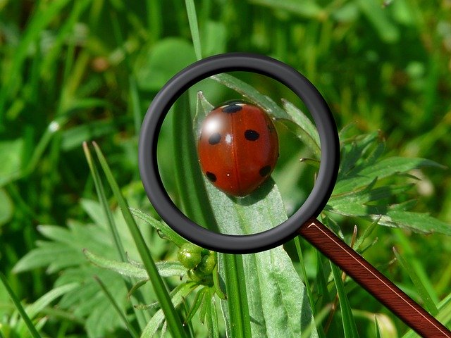 Free download Magnifying Glass Ladybug Beetle -  free illustration to be edited with GIMP free online image editor