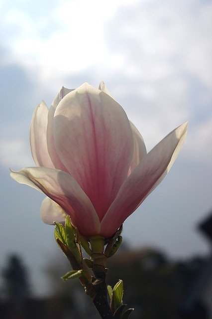 Скачать бесплатно Magnolia Blossom Bloom - бесплатное фото или изображение для редактирования с помощью онлайн-редактора изображений GIMP