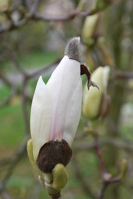 Free download Magnolia Bud Blossom -  free photo or picture to be edited with GIMP online image editor