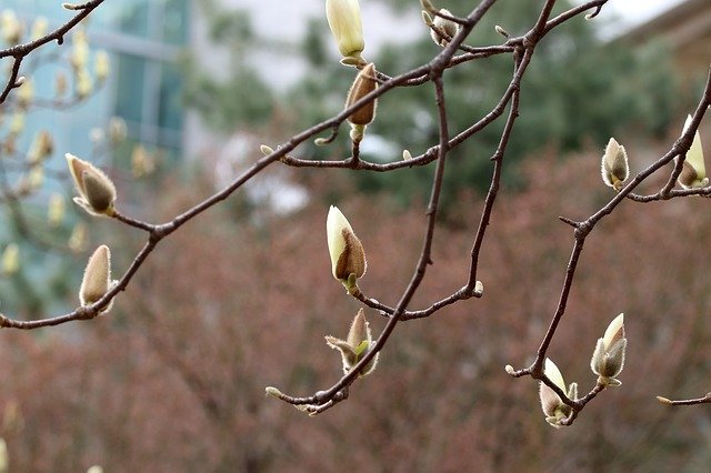 Free download Magnolia Buds Nature -  free photo or picture to be edited with GIMP online image editor