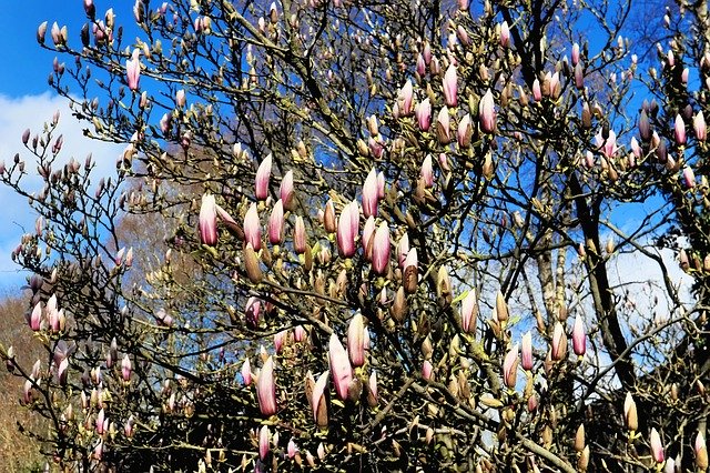 Free download Magnolia Bud Spring -  free photo or picture to be edited with GIMP online image editor