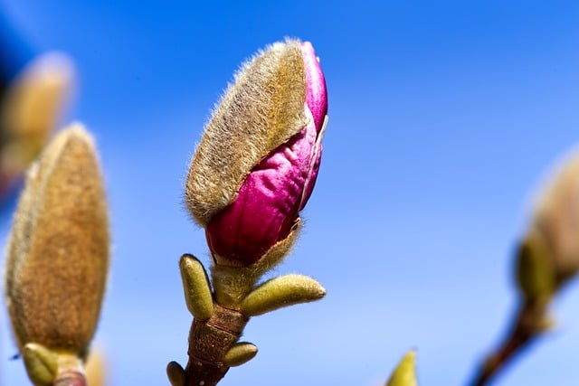 Free download magnolia flower buds burst of bud free picture to be edited with GIMP free online image editor