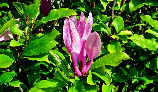 Free download Magnolia Flower Pink -  free photo or picture to be edited with GIMP online image editor