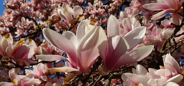 Free download Magnolia Flowers Blooming -  free photo or picture to be edited with GIMP online image editor