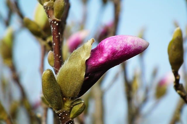 Free download magnolia flowers bush spring pink free picture to be edited with GIMP free online image editor