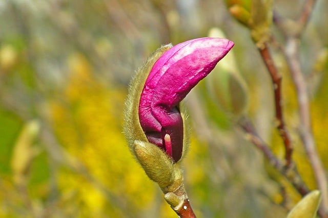 Free download magnolia flowers pink garden free picture to be edited with GIMP free online image editor