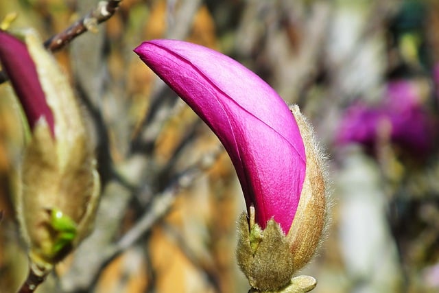 Free download magnolia flowers spring pink free picture to be edited with GIMP free online image editor