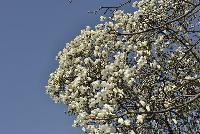 Free download Magnolia Flowers White -  free photo or picture to be edited with GIMP online image editor