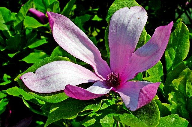 Free download Magnolia Pink Flower -  free photo or picture to be edited with GIMP online image editor