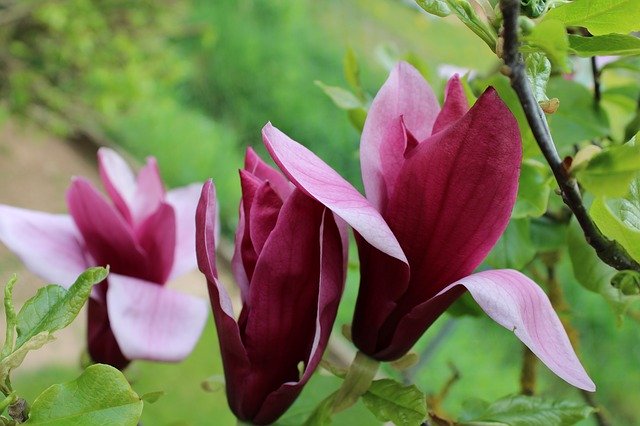 Free download Magnolia Pink Flowers -  free photo or picture to be edited with GIMP online image editor