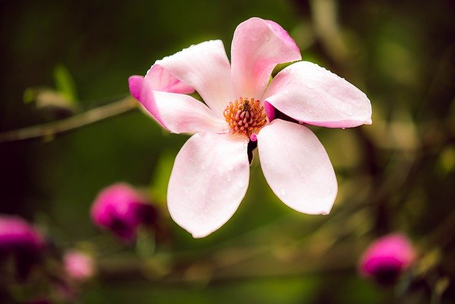 Free download Magnolia Pink Spring -  free photo or picture to be edited with GIMP online image editor