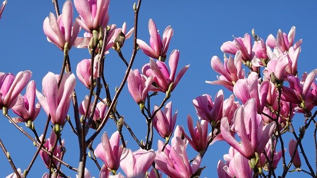 Free download Magnolia Pink Spring Tulip -  free photo or picture to be edited with GIMP online image editor