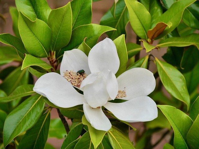 Free download Magnolia Plant Blossom -  free free photo or picture to be edited with GIMP online image editor