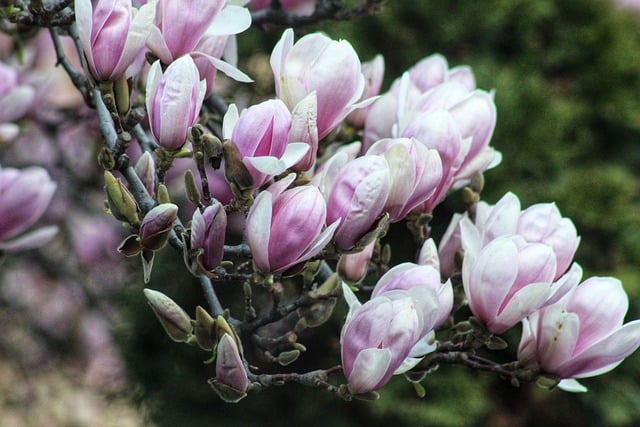 Free download magnolias blooming flowers flowers free picture to be edited with GIMP free online image editor