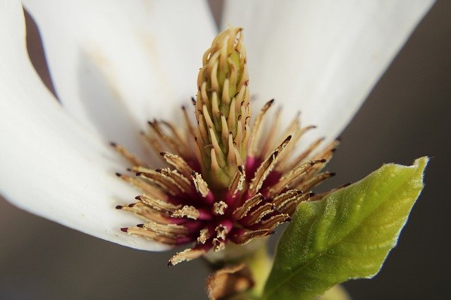 Free download Magnolia Soulangiana Tree -  free photo or picture to be edited with GIMP online image editor