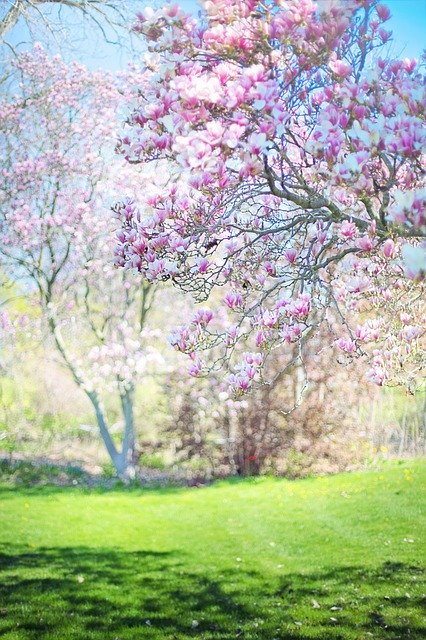 Free download Magnolias Pink Background -  free photo or picture to be edited with GIMP online image editor