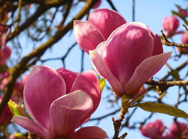 Free download Magnolia Spring Flower -  free photo or picture to be edited with GIMP online image editor