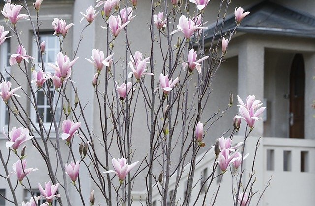 Free download Magnolia Spring Flowering Pink The -  free photo or picture to be edited with GIMP online image editor