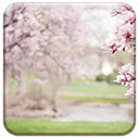 Magnolia Trees  screen for extension Chrome web store in OffiDocs Chromium