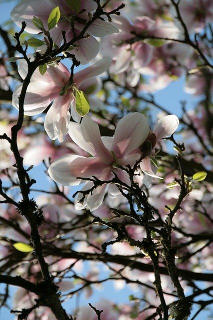 Free download Magnolia Tree Spring -  free photo or picture to be edited with GIMP online image editor