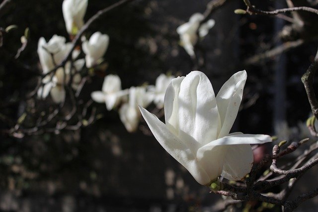 Free download Magnolia White Flower -  free photo or picture to be edited with GIMP online image editor