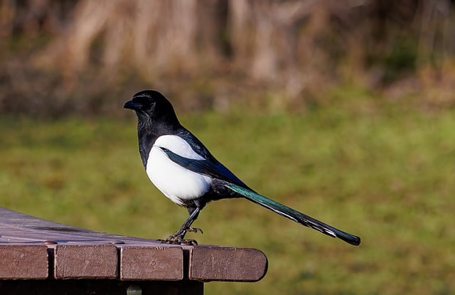 Free download magpie bird animal bird watching free picture to be edited with GIMP free online image editor